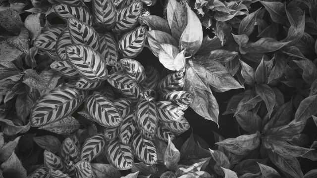 black and white pattern of leaves