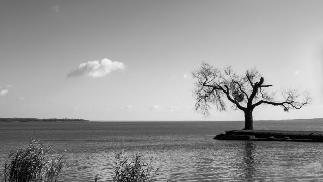 balack and whte photo of riverside tree