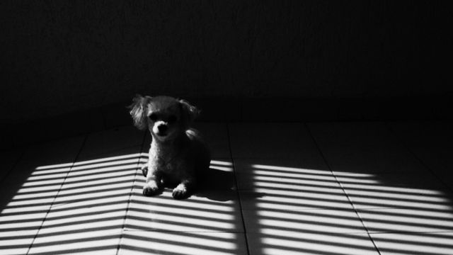 lghting and shadow of puppy